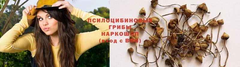 МЕГА вход  где можно купить наркотик  Вязники  Галлюциногенные грибы GOLDEN TEACHER 